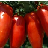 Pomodoro San Marzano DOP - Campania