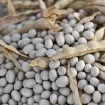 Fagioli Bianchi di Rotonda DOP- Basilicata