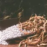 Fagiolo di Sorana IGP - Toscana