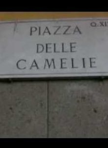 Pane/Piazza delle Camelie locandina