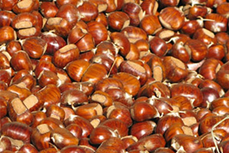 FS_Marrone-di-Combai