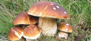 funghi-770x350