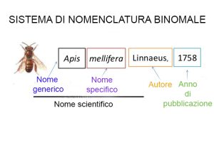 nomenclatura