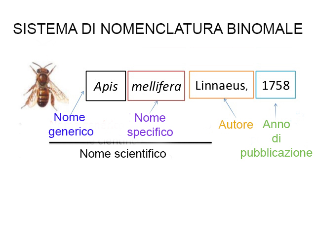 nomenclatura
