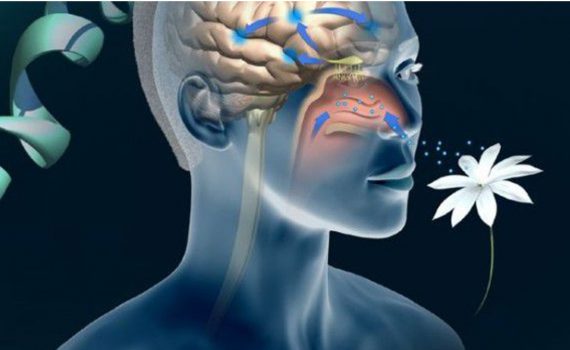 olfatto-e-cervello-570x350