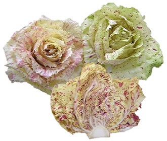 Radicchio Variegato di Castelfranco IGP