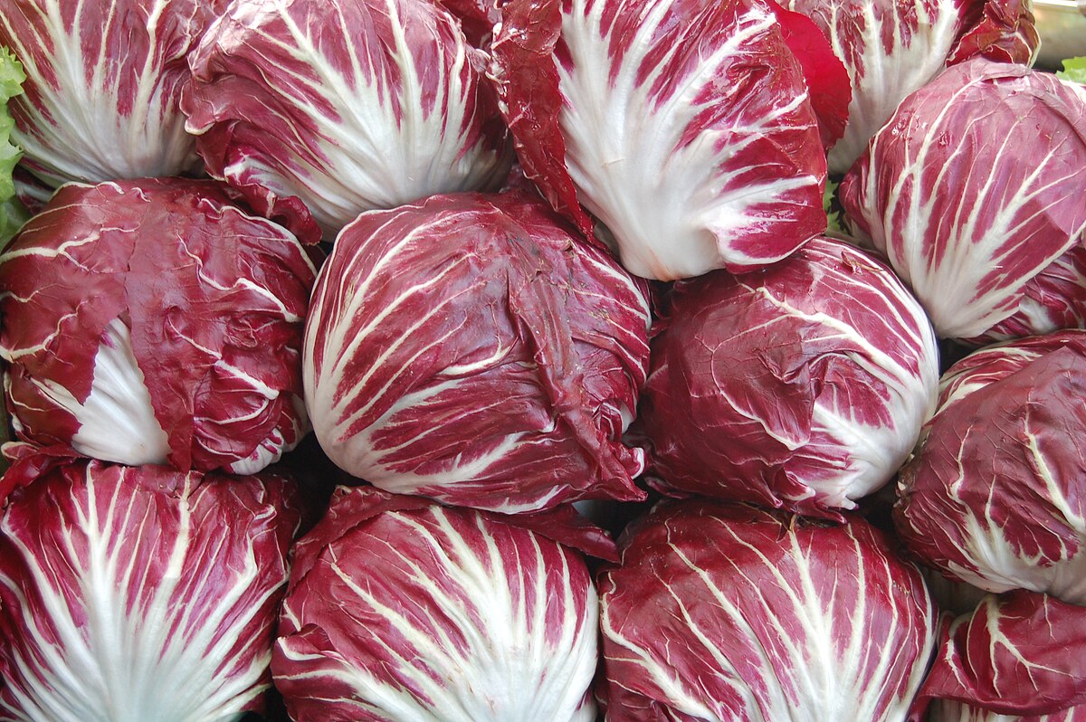 Radicchio di Chioggia IGP