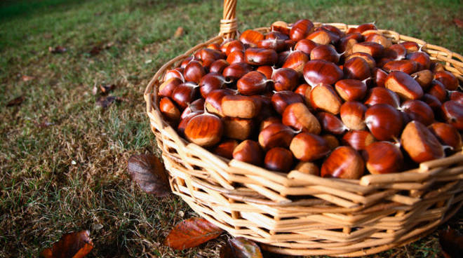 Marrone di Combai IGP