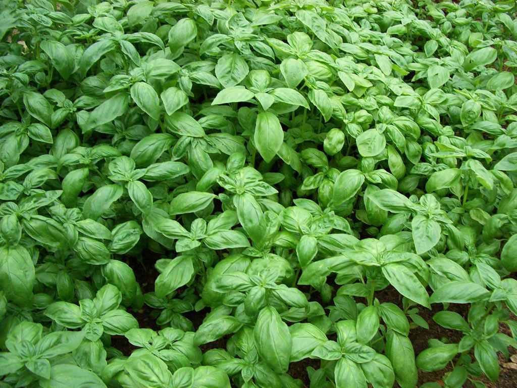 Basilico Genovese DOP