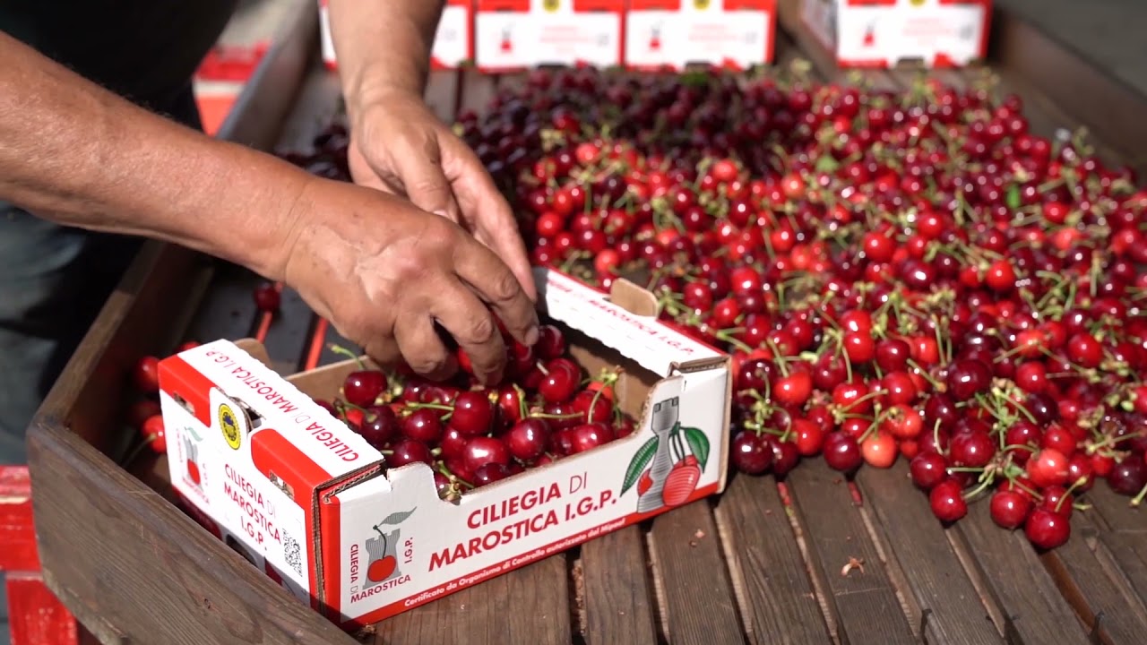Ciliegia di Marostica IGP