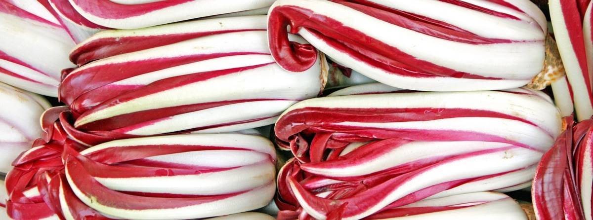 Radicchio Rosso di Treviso IGP