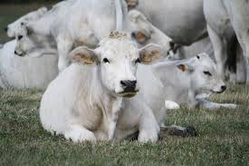 Vitellone Bianco dell’Appennino Centrale IGP