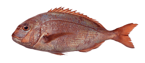 Pagro (Pagrus pagrus)