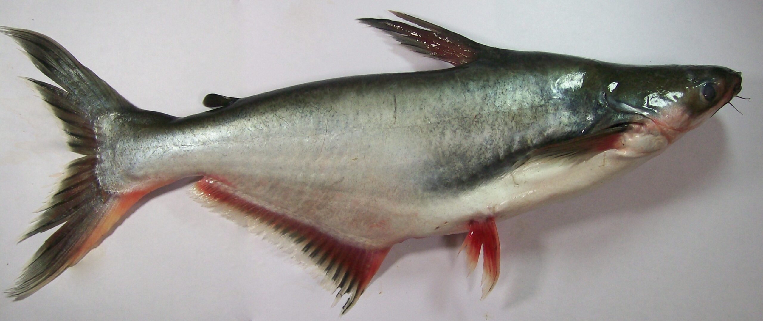 Pangasio (Pangasianodon hypophthalmus)