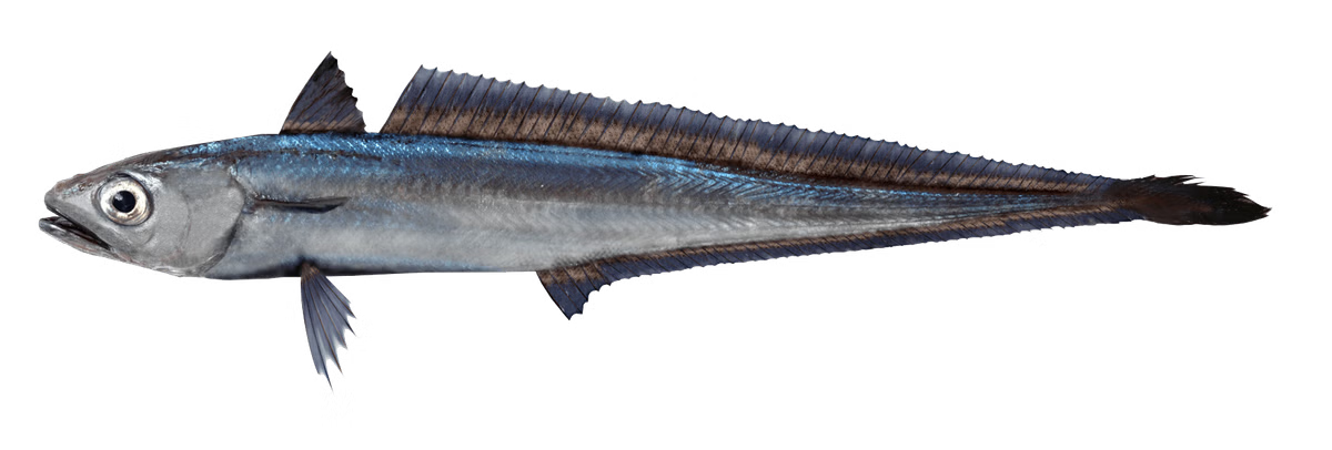 Hoki o Merluzzo neozelandese (Macruronus novaezelandiae)