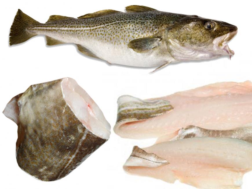 Merluzzo atlantico (Gadus morhua)