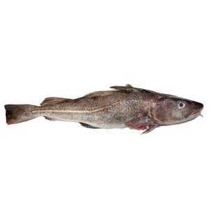 Merluzzo (Gadus morhua)