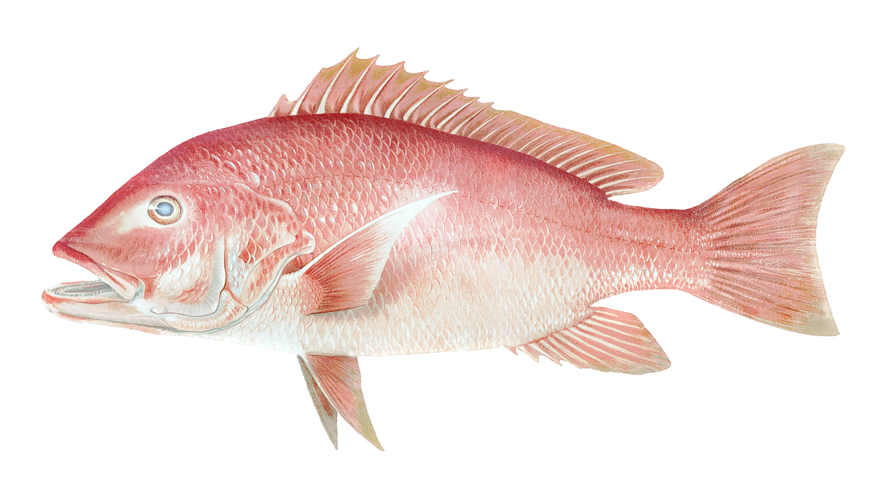 abbinamenti pesce