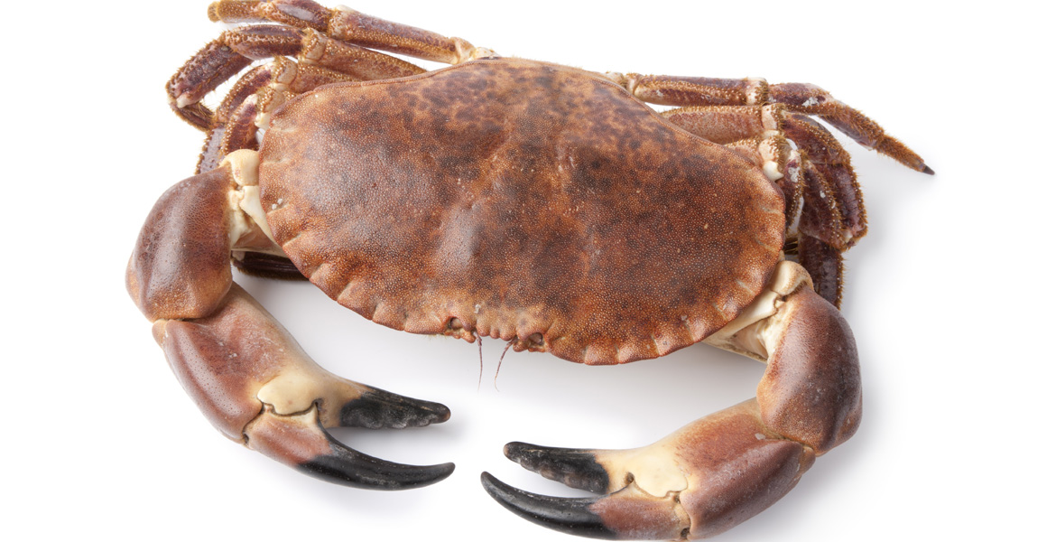 I pesci i crostacei e i molluschi — copertina