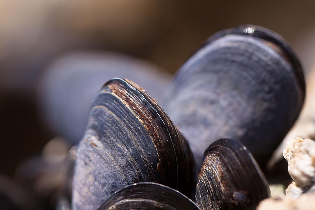 pesce-crostacei-molluschi — copertina